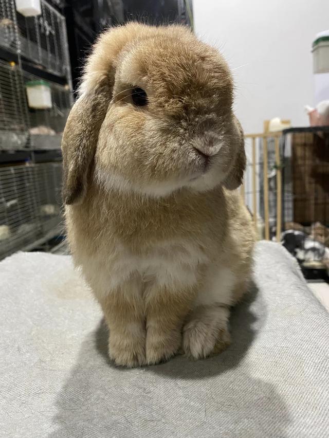 Holland Lop หาบ้านใหม่ 3