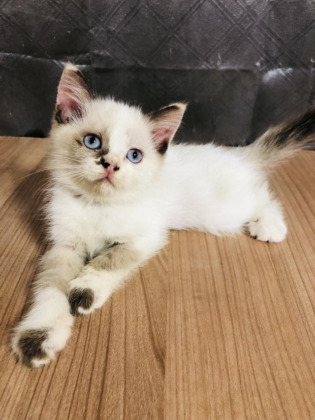 คนขายเลี้ยงเองครับ น้องแมวพันธุ์ อเมริกันเคิร์ลผสมหิมาลายัน เพศหญิง  ( ตาสีฟ้า ) 4