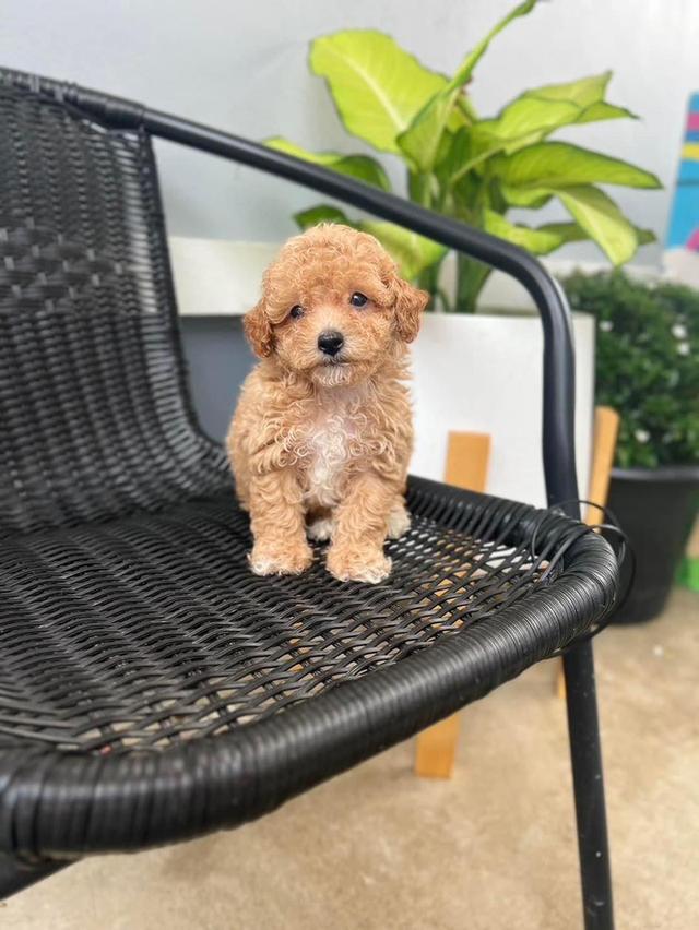Poodle puppies here for Sale