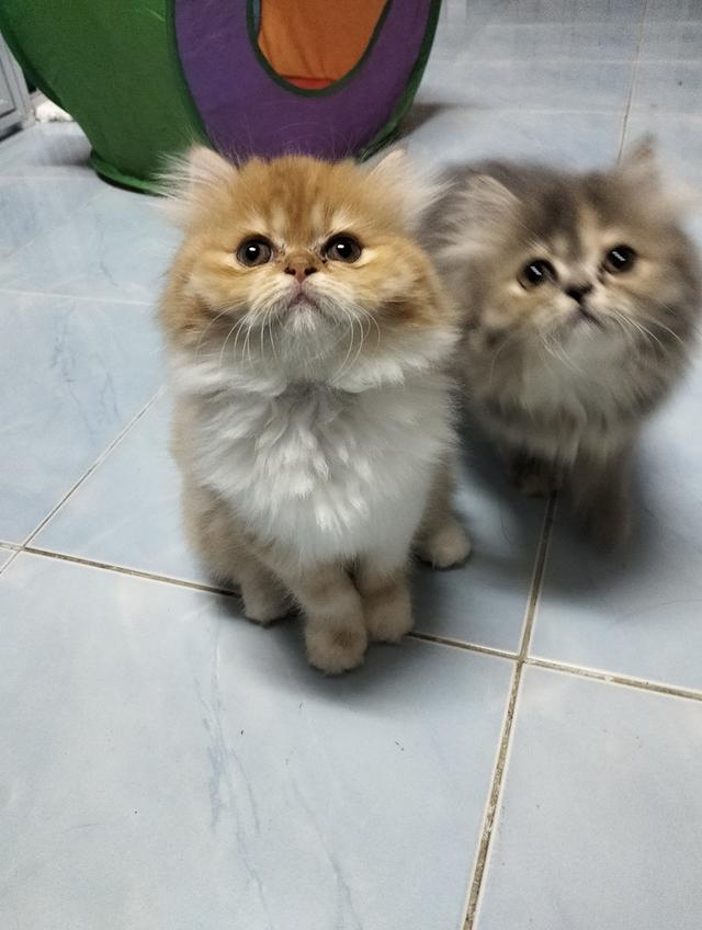 🌈เปิดจองน้องๆ ❤️ ขาวตาฟ้า ดำตาฟ้า ส้มกาฟิว สามสีตาฟ้า 15