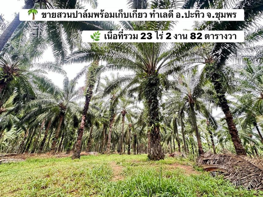 🌴 ขายสวนปาล์ม(โฉนด)พร้อมเก็บเกี่ยว อ.ปะทิว จ.ชุมพร 🌴 1