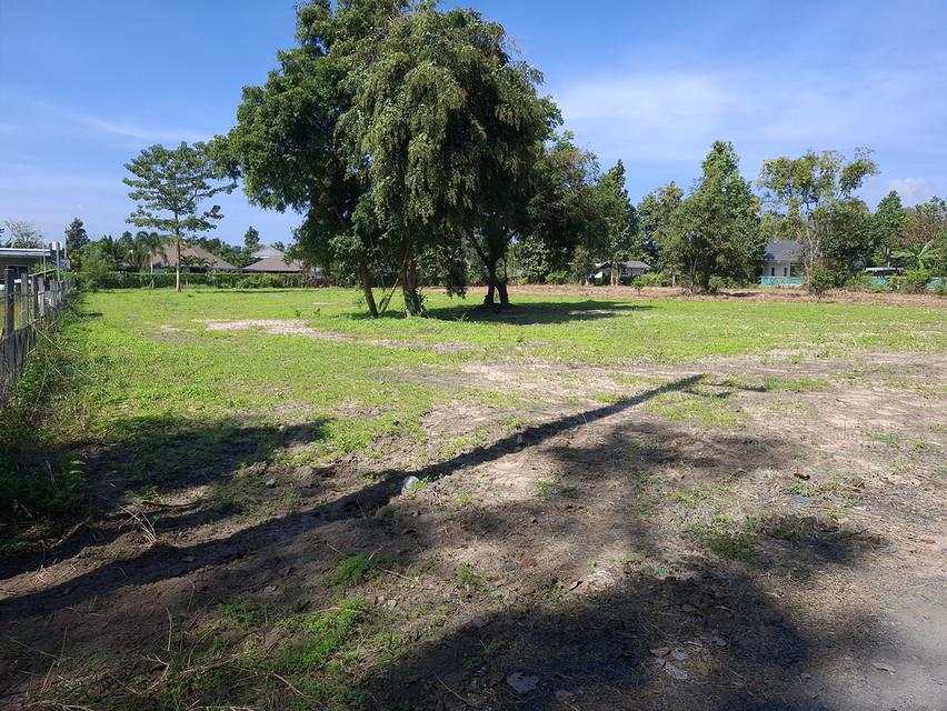 ที่ดินเปล่าขนาด 1ไร่ 3งาน62ตรว. 2