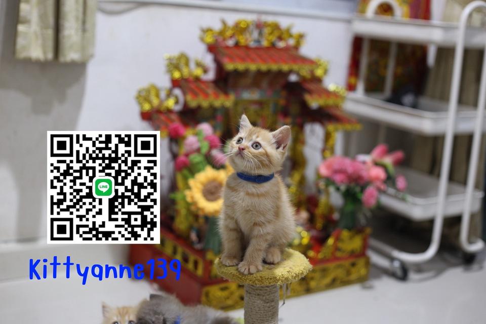 ลูกแมวบริติชช็อตแฮร์ผสมสก็อตติชช็อตแฮร์ 16