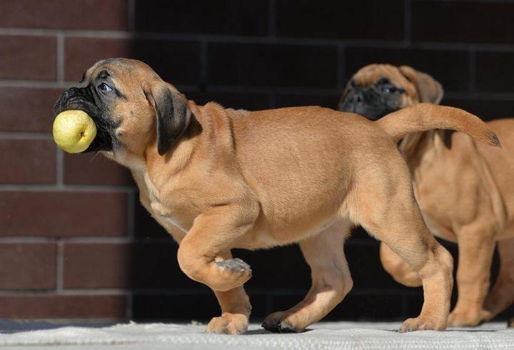 BullMastiff Puppies  WhatsApp me : ( +63 985 762 7466 ) 6