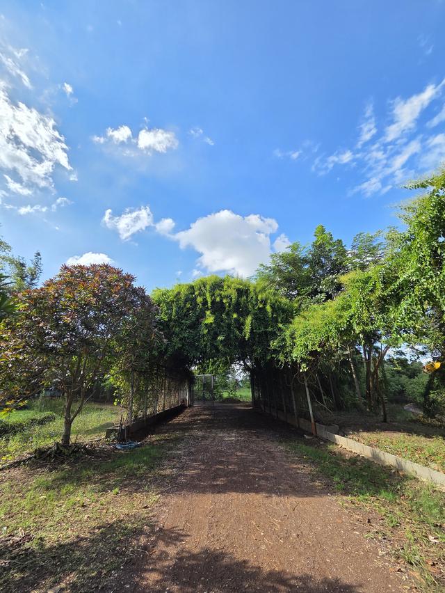 ขายที่ดิน 14 ไร่ แบ่งแปลงแล้ว สามพร้าว 4