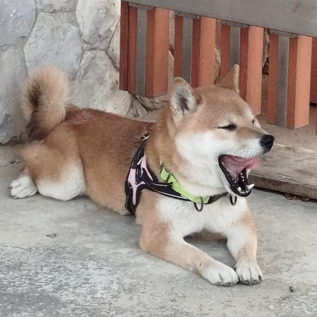 รับผสมพันธุ์ พ่อพันธุ์ชิบะ Shiba Inu ย่านหนองแขม บางบอน