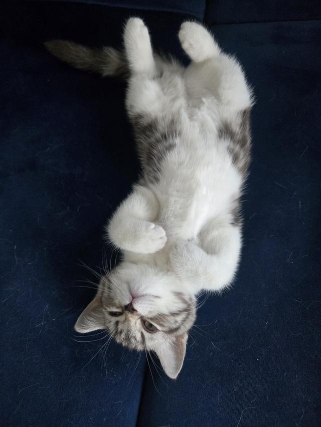 เด็กหญิง พร้อมย้าย พ่อแม่พกใบเพ็ดทั้งคู่ รูปที่ 10