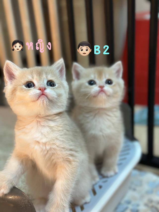 แมวมันซ์กิ้น- บริติช ขาปกติ รูปที่ 7