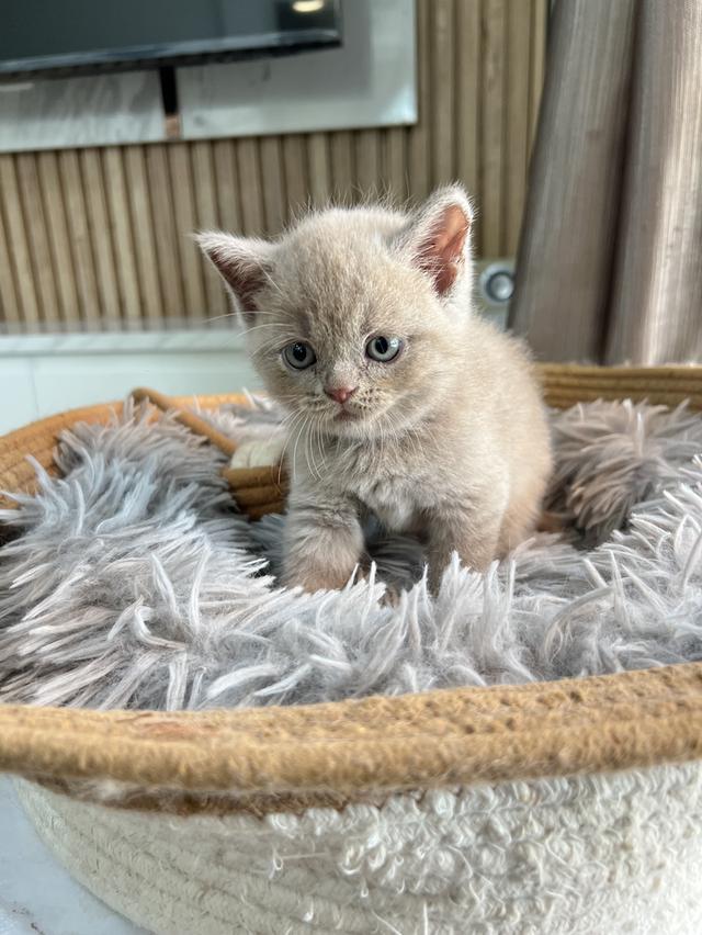 ลูกแมว บริติช ช็อตแฮร์ ใบเพ็ดนอกWCF(British Shorthair)