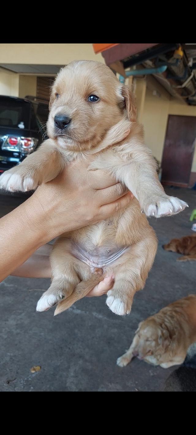 ลูกสุนัข โกลเด้น เพศเมีย รูปย่อยที่ 3