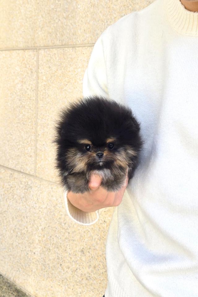 ปอมเมอเรเนียน Black & Tan หน้าหมี ขนาดเล็กมาก เพศผู้ นำเข้าจากเกาหลี รูปที่ 5