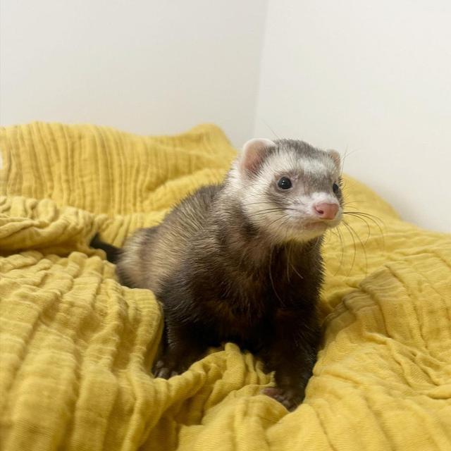 loving ferrets for Adoption  WhatsApp me : ( +63 985 762 7466 )