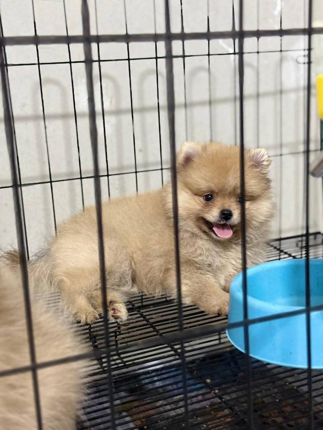 ปอมแท้ 3