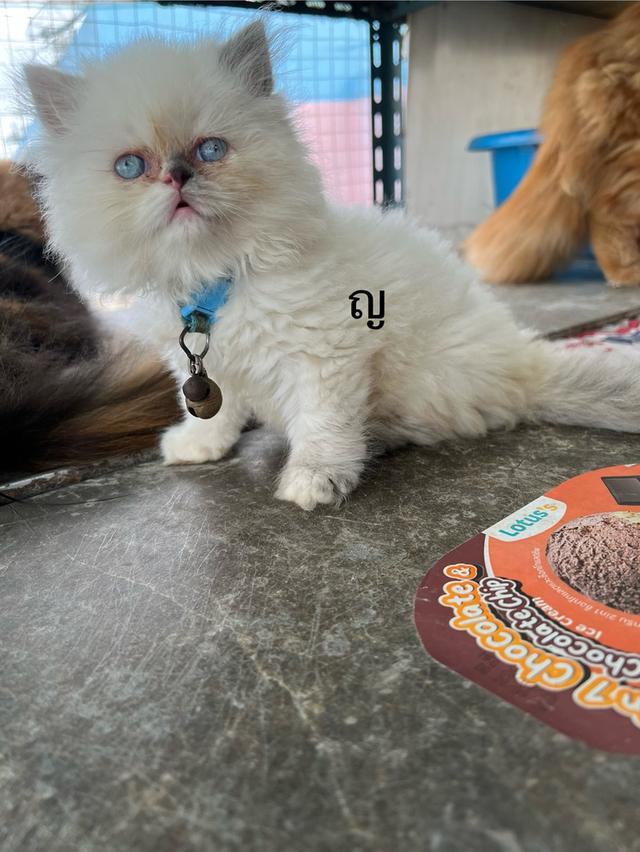 ลูกแมว 7