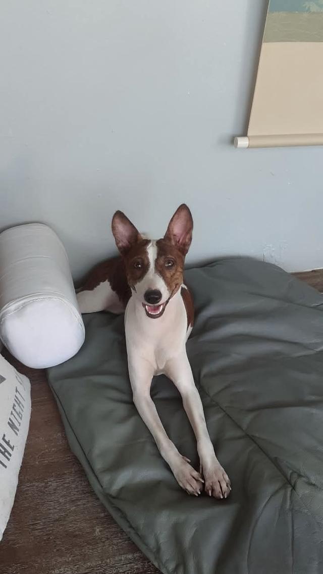 Basenji แสนฉลาด 2