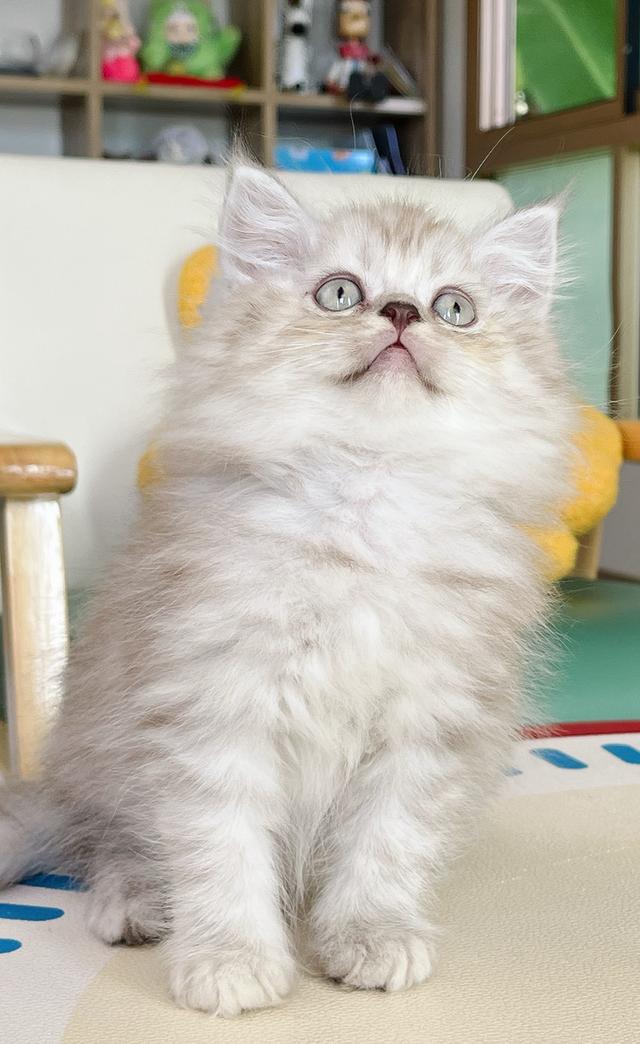 Scottish Boy ราคา 3500 อายุ2 เดือน ฉีดวัคซีนเข็มแรกแล้ว 2