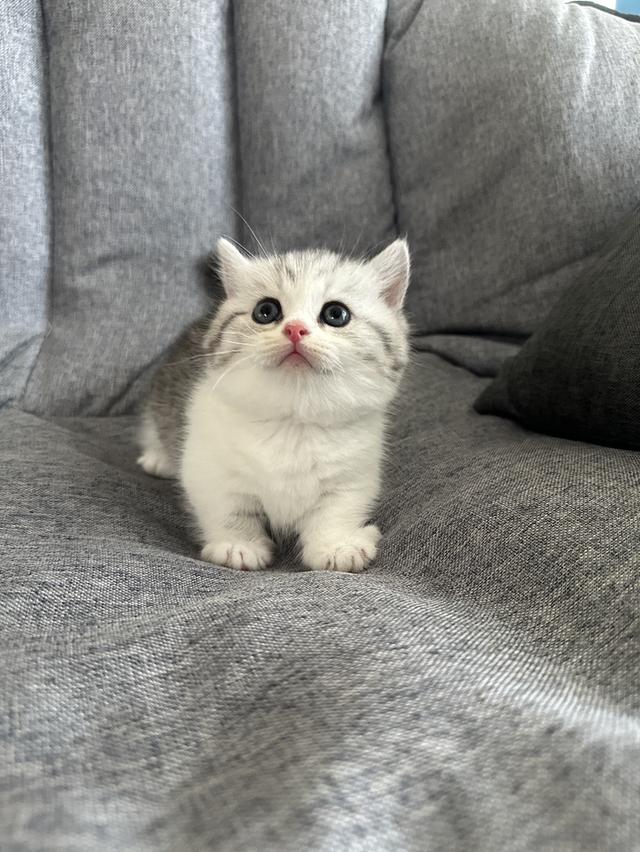 แมวmunchkin ขาสั้น เพศชาย รูปที่ 1