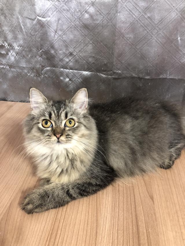 น้องแมวพันธุ์ หิมาลายันผสมชินชิล่า เพศชาย