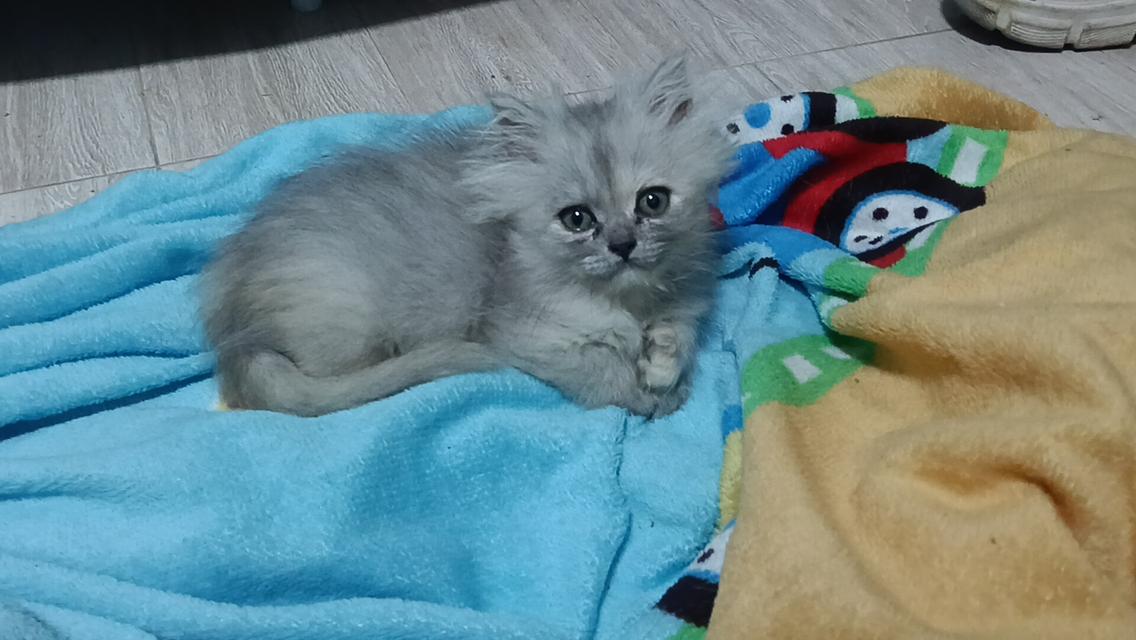ลูกแมวเปอร์เซีย แท้ๆๆ นนทบุรี รูปที่ 8
