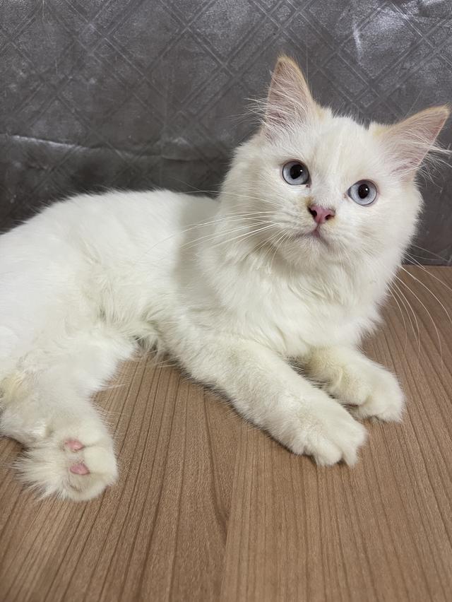 คนขายเลี้ยงเองครับ น้องแมวพันธุ์ อเมริกันเคิร์ลผสมหิมาลายัน เพศชาย ตาสีฟ้า พร้อมฉีดยา