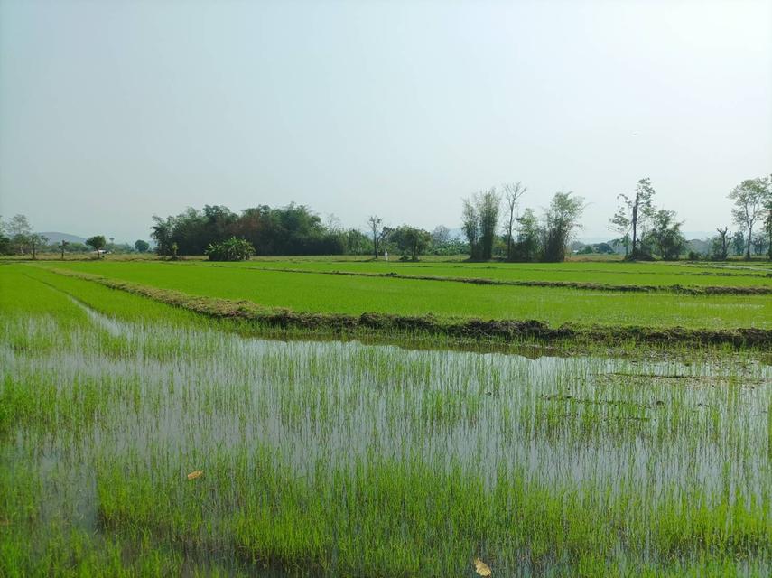 ขายที่ดิน 16ไร่1งาน ต.สง่าบ้าน อ.ดอยสะเก็ด จ.เชียงใหม่ 4