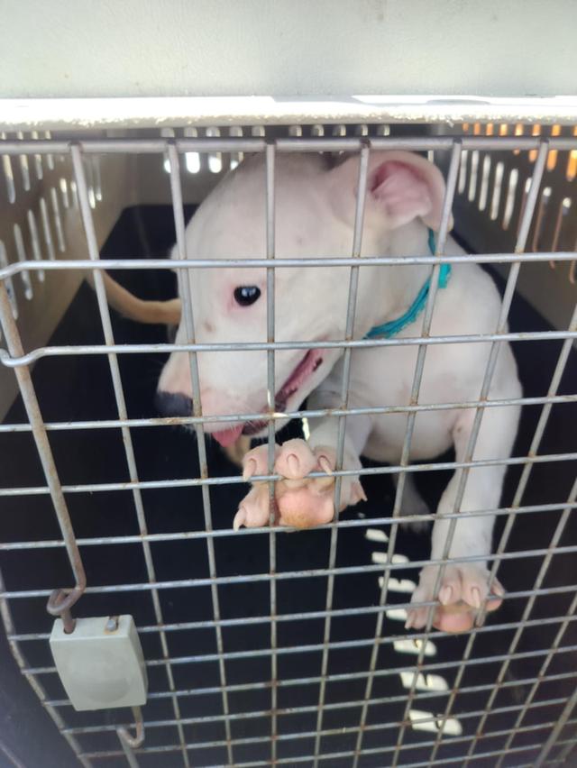 ขายสุนัขโดโกอาเจนติโน่