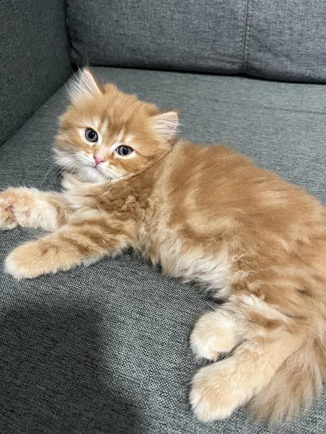 ลูกแมวเปอร์เซีย เด็กชายส้ม