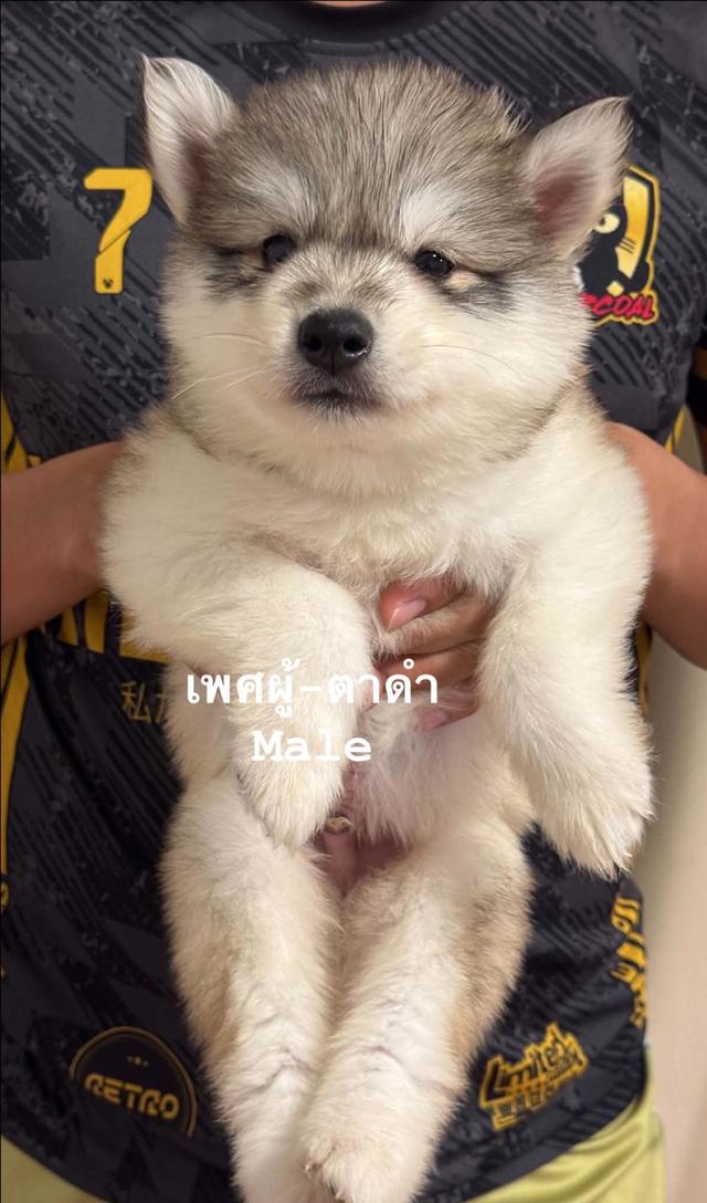 ลูกสุนัขพันธุ์ไซบีเรียนฮัสกี้