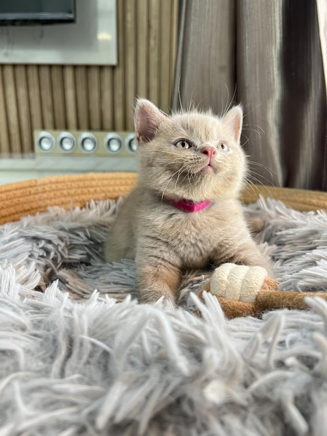 ลูกแมว บริติช ช็อตแฮร์ ใบเพ็ดนอกWCF(British Shorthair) 10