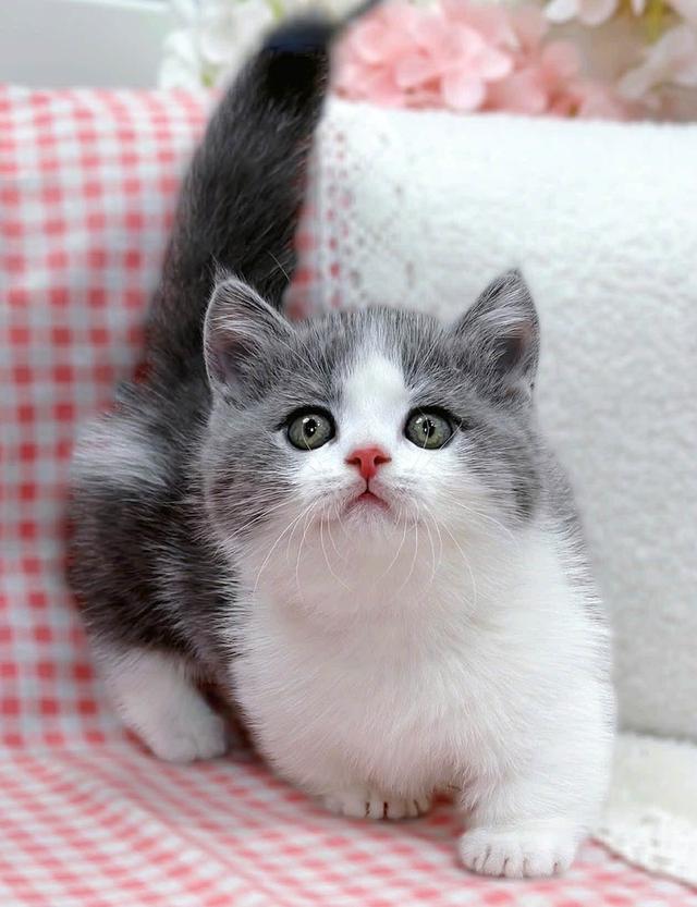 แมวมันช์กิ้น ขาสั้นมีชาย/หญิง เริ่ม25,000 รูปที่ 5