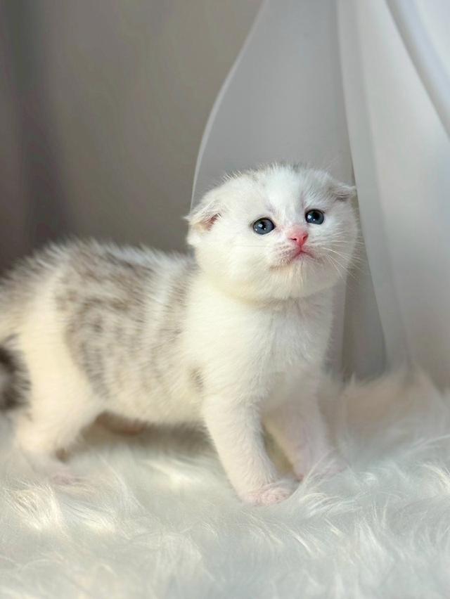 แมวสก็อตติช ขี้อ้อน น่ารัก รูปที่ 3