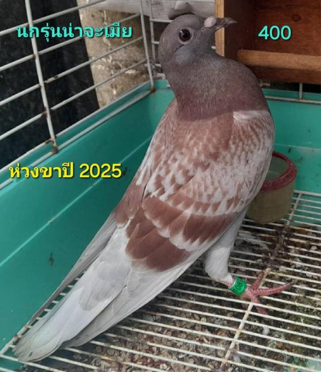 นกพิราบแฟนซี