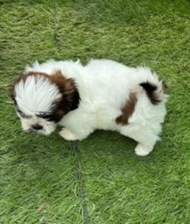 สุนัขหมาพันธุ์ชิสสุแท้