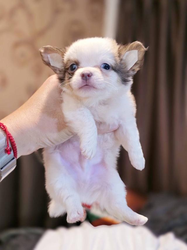 ชิวาวาแท้ขนยาว ผู้ พิกัดรามอินทรา