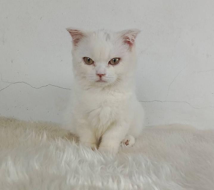 1.แมวมันช์กิ้น/เพศเมีย หาบ้าน Munchkin Cat/Female looking for a new home 5