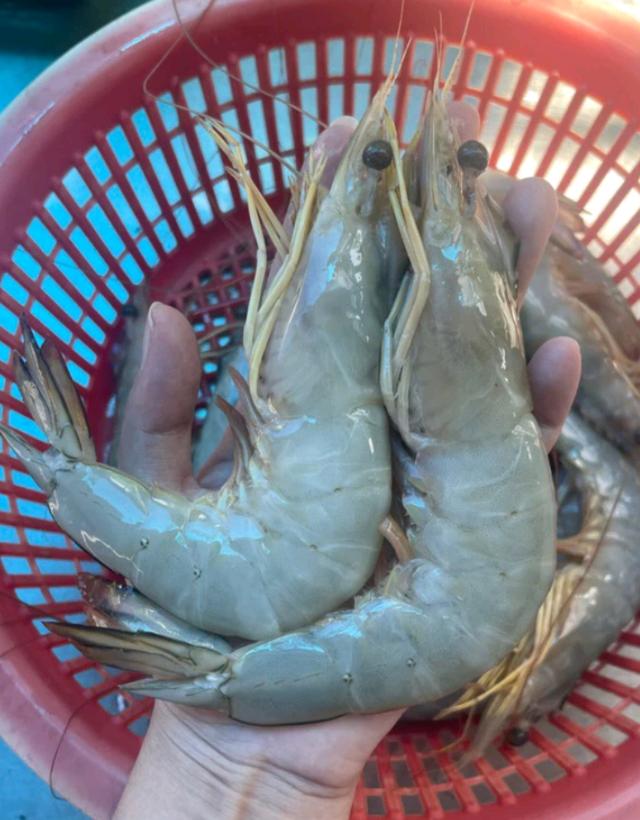 กุ้งแช่บ๊วยขนาดใหญ่ สดๆ 3