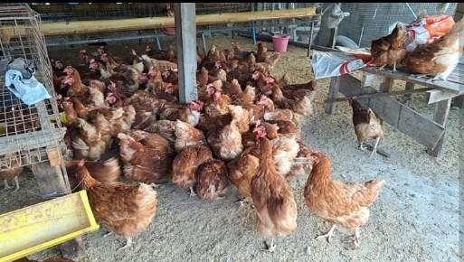 ไก่ไข่ในฟาร์ม 1
