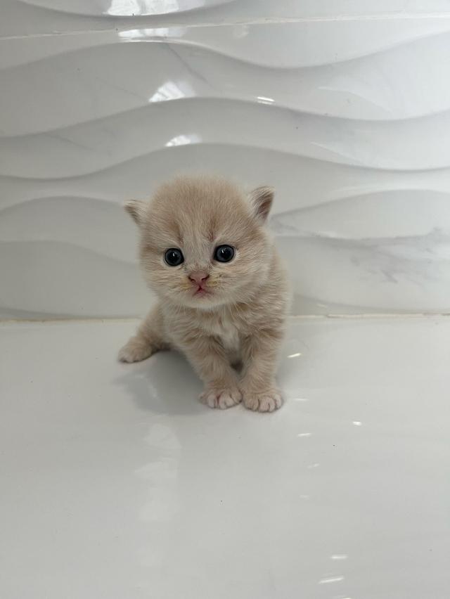 แมวเปอร์เซีย ชายล้วน 7