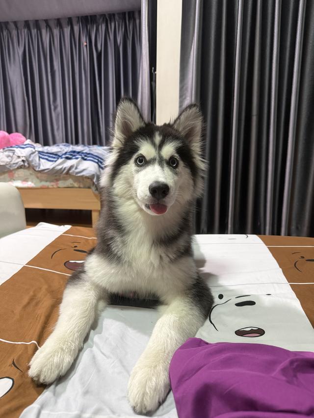 Husky name luna but we call her snow 2