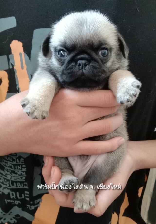 สุนัขพันธุ์ปั๊กแท้ ราคากันเอง รูปย่อยที่ 2