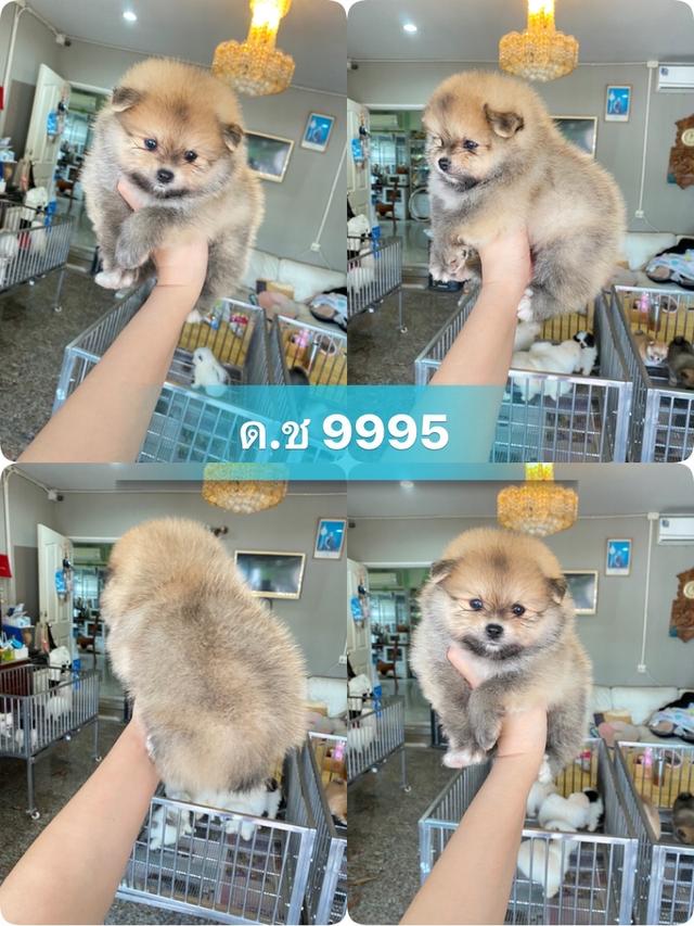 ลูกปอมปอมแท้ มีบริการจัดส่ง แถมอาหารพร้อมเลี้ยง