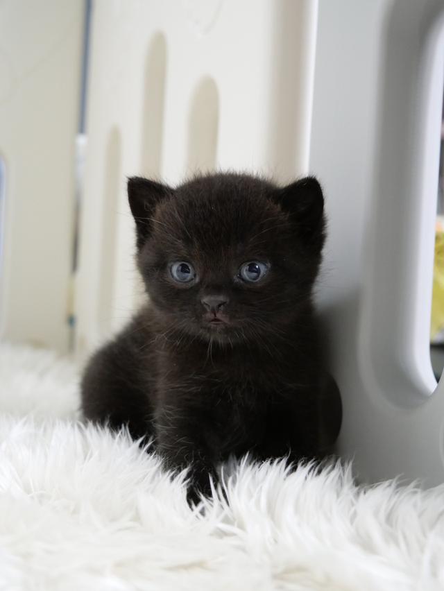 น้องแมวบริติชช๊อตแฮร์สีดำ รูปที่ 2