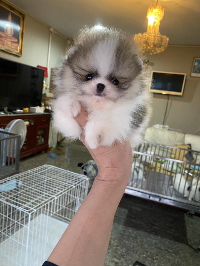 ลูกปอมแท้ มีหลายตัวให้เลือก ราคาเบาๆ