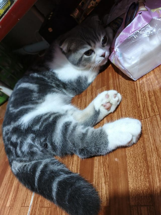 แมว scottish fold อายุ6เดือน 7