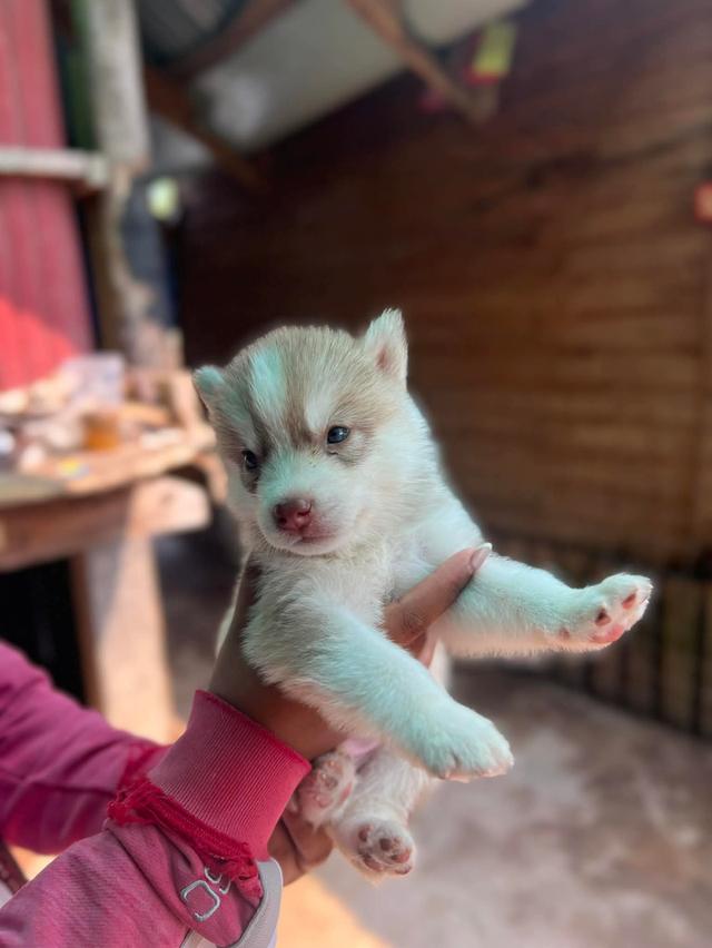 ไซบีเรียนวูดลี่โค้ช ชาย3 หญิง3 รูปที่ 6