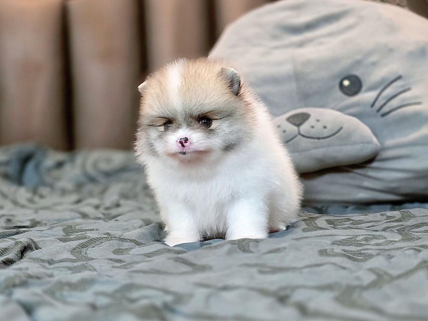 ปอมเมอเรเนียนแท้ พิกัดรามอินทรา 15