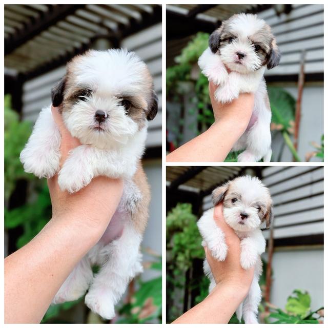 ชิสุห์ผสมปอม