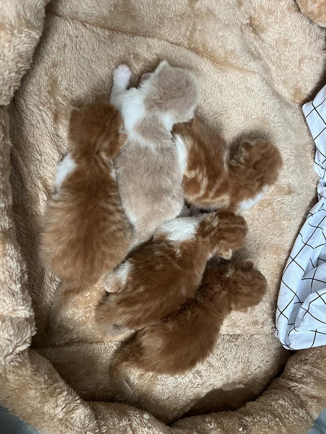  ลูกแมวเปอร์เซียแท้ เลี้ยงระบบปิด พร้อมย้ายบ้านเดือนธันวาคม น้องเกิดวันที่ 29/10/68 2