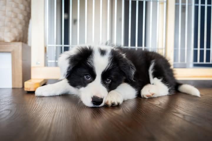 ขาย ลูกสุนัข Border Collie ลายขาวดำ 2