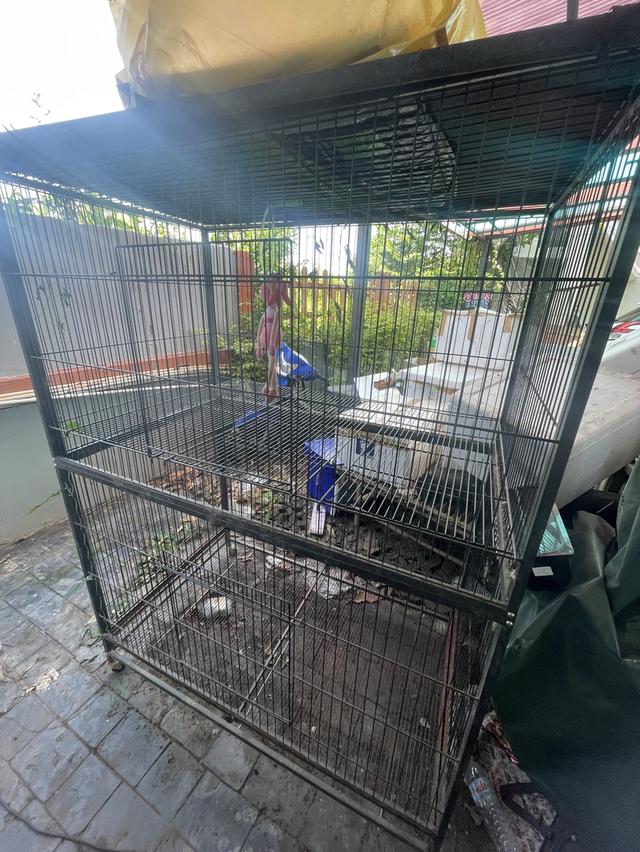 กรงแมว ราคาคุยกันต่อได้ 2